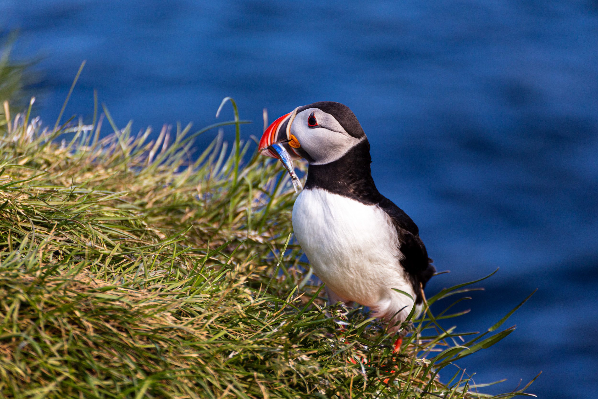 Spending a Weekend in East Iceland