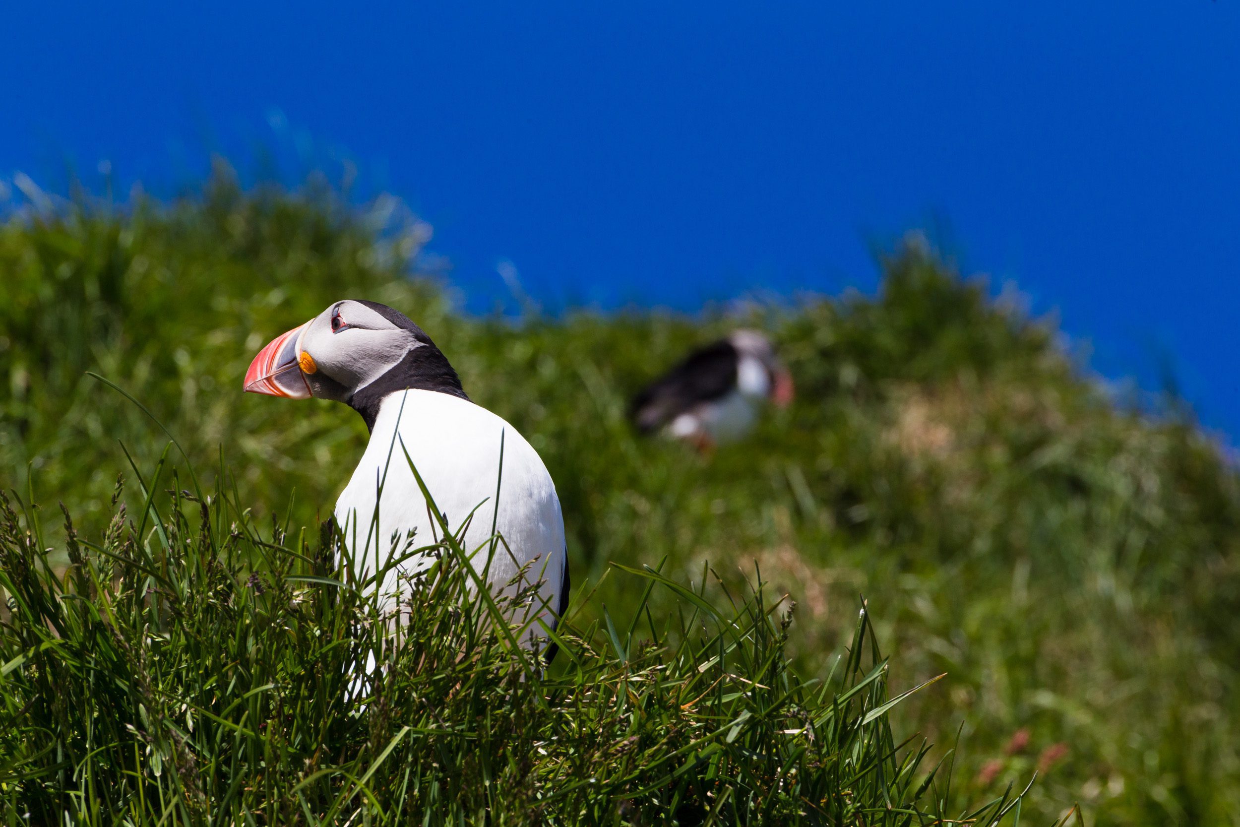 Spending a Weekend in East Iceland