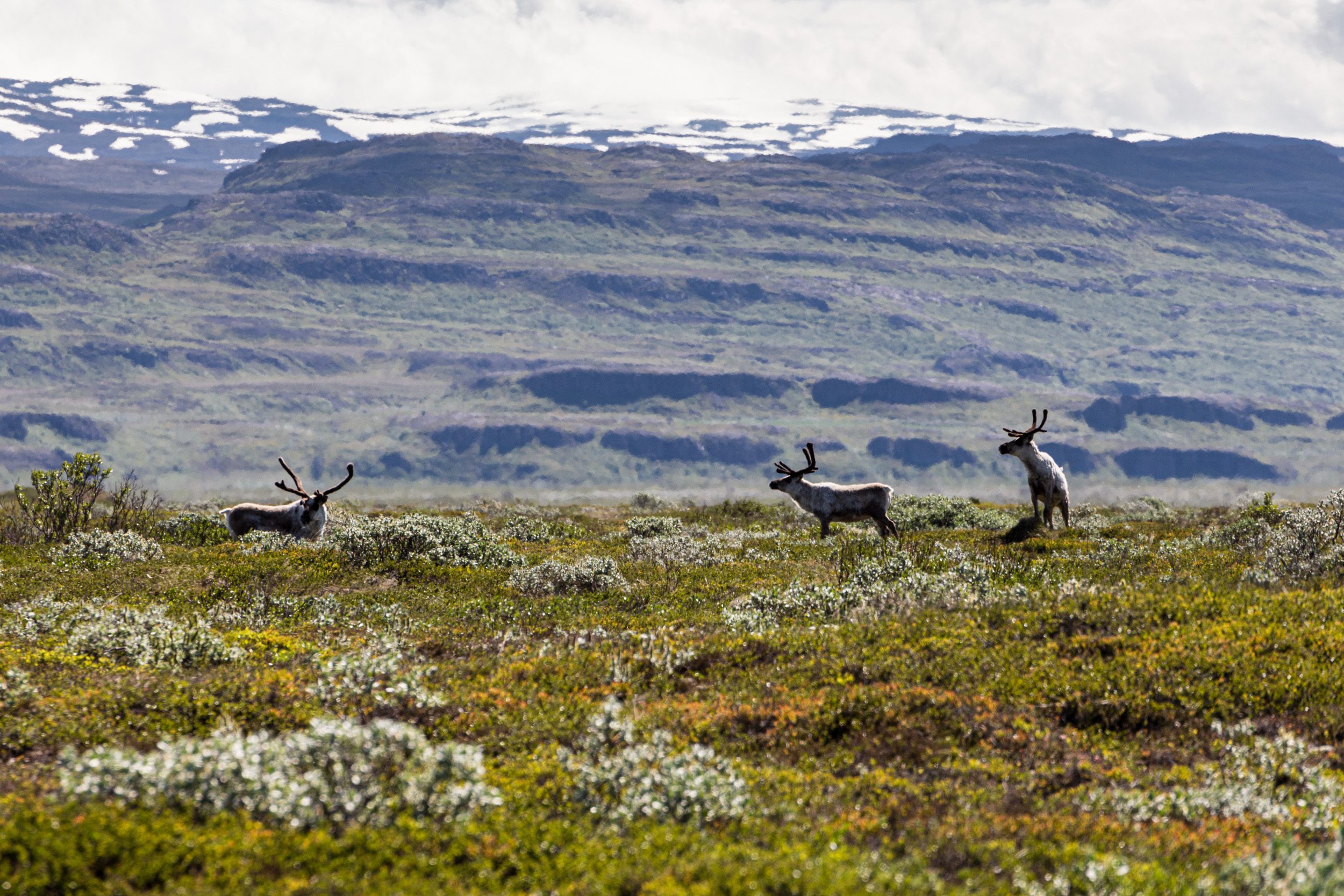 Spending a Weekend in East Iceland