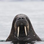 Sailing Expedition in the Svalbard Archipelago - Part 1