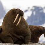 Sailing Expedition in the Svalbard Archipelago - Part 1