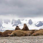 Sailing Expedition in the Svalbard Archipelago - Part 1