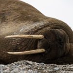 Sailing Expedition in the Svalbard Archipelago - Part 1