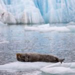 Sailing Expedition in the Svalbard Archipelago - Part 1
