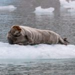 Sailing Expedition in the Svalbard Archipelago - Part 1