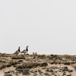 Sailing Expedition in the Svalbard Archipelago - Part 1