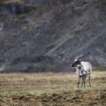 Sailing Expedition in the Svalbard Archipelago - Part 1