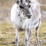 Sailing Expedition in the Svalbard Archipelago - Part 1