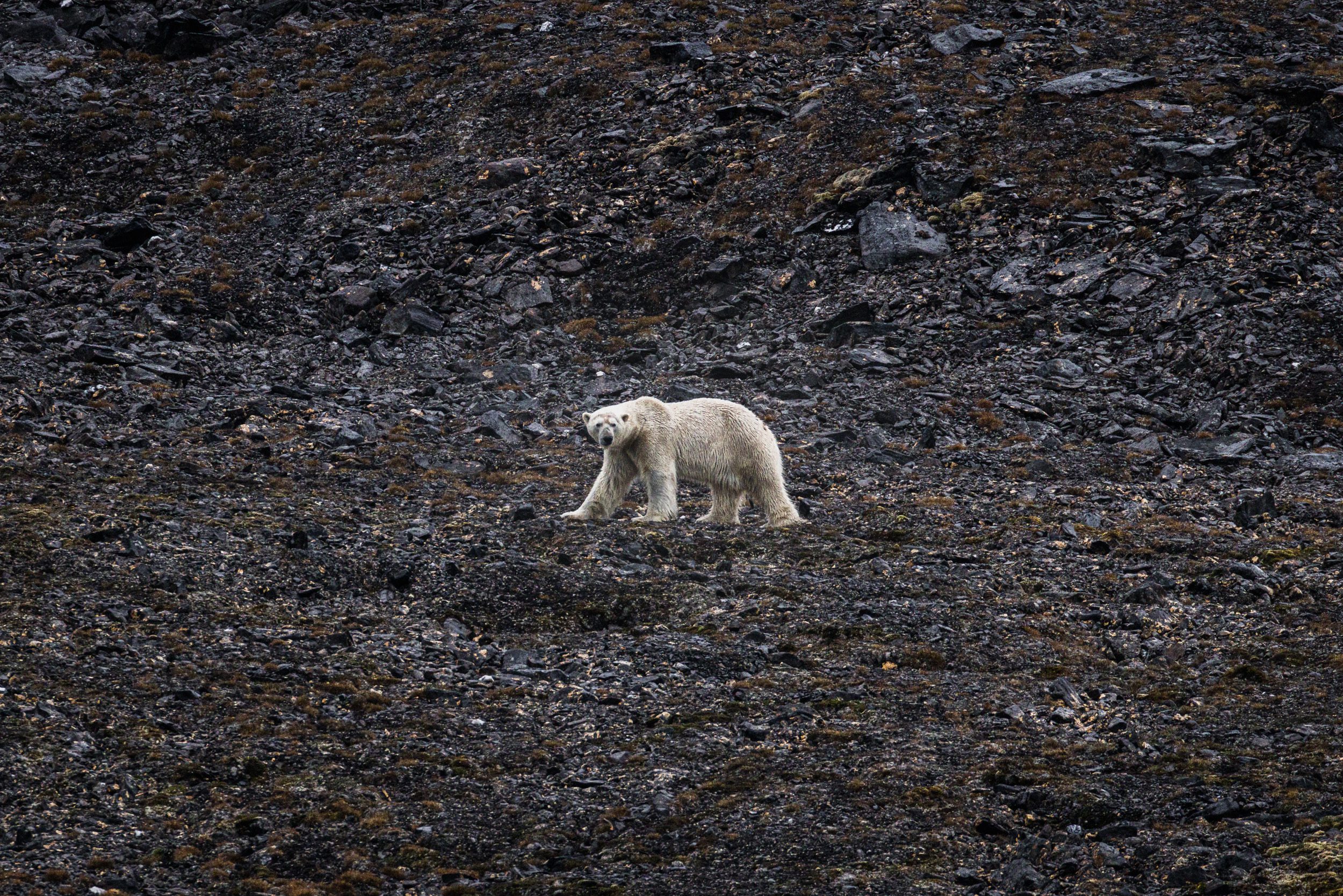 Sailing Expedition in the Svalbard Archipelago - Part 2