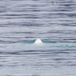 Sailing Expedition in the Svalbard Archipelago - Part 2