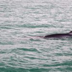 Sailing Expedition in the Svalbard Archipelago - Part 2