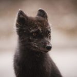 Sailing Expedition in the Svalbard Archipelago - Part 2