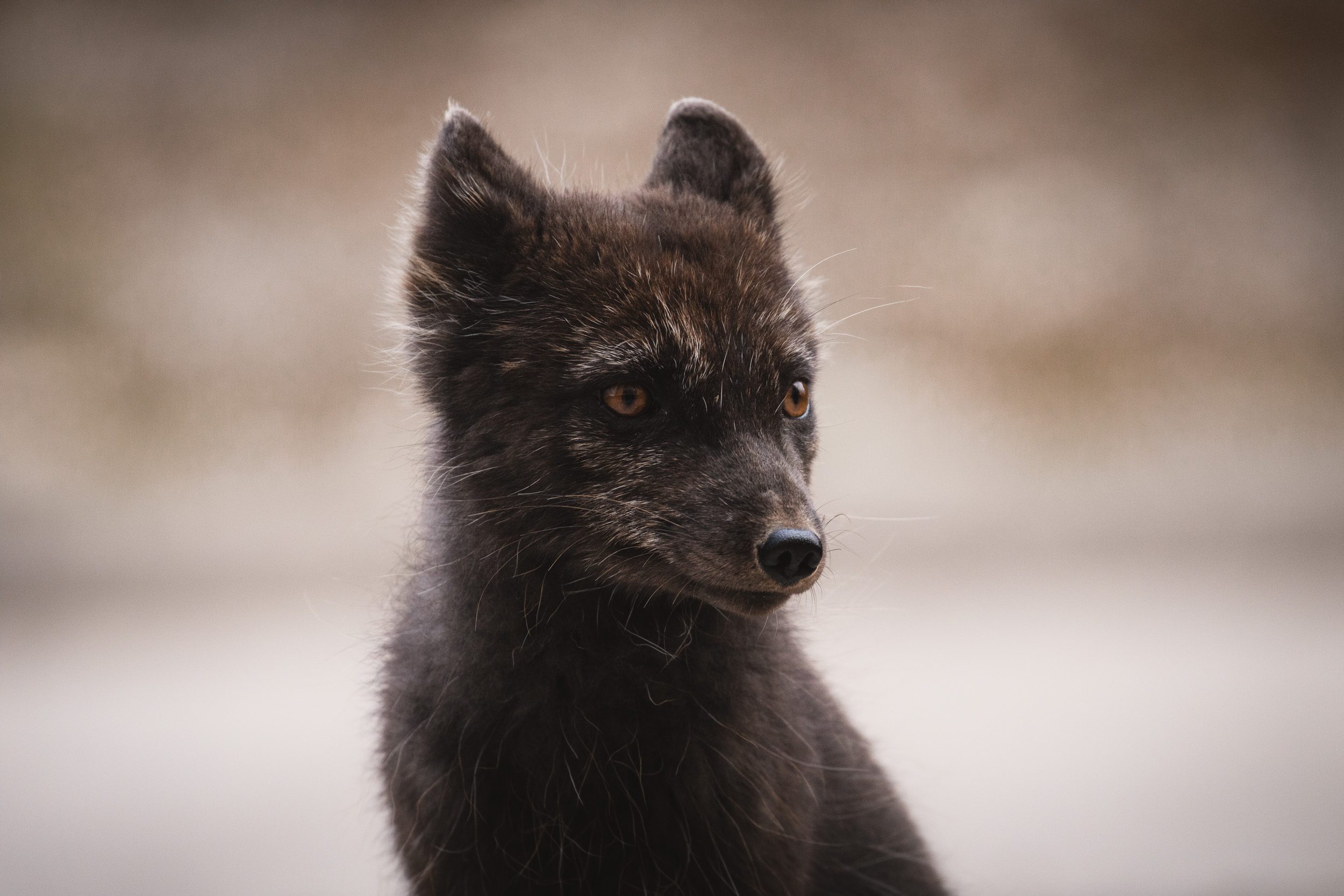 Sailing Expedition in the Svalbard Archipelago - Part 2