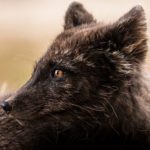 Sailing Expedition in the Svalbard Archipelago - Part 2