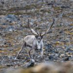 Sailing Expedition in the Svalbard Archipelago - Part 2