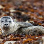 Memorable Encounter With a Seal Pup
