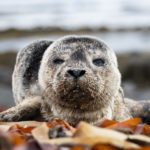 Memorable Encounter With a Seal Pup