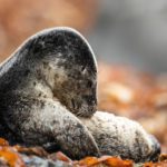 Memorable Encounter With a Seal Pup