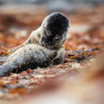 Memorable Encounter With a Seal Pup