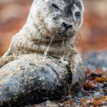 Memorable Encounter With a Seal Pup