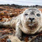 Memorable Encounter With a Seal Pup