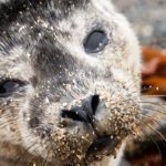 Memorable Encounter With a Seal Pup