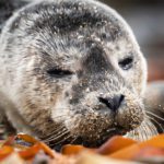 Memorable Encounter With a Seal Pup