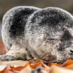 Memorable Encounter With a Seal Pup