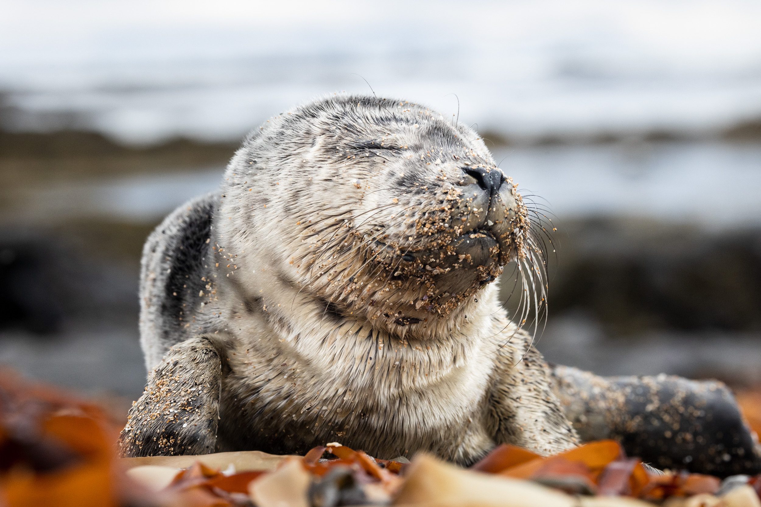 Memorable Encounter With a Seal Pup
