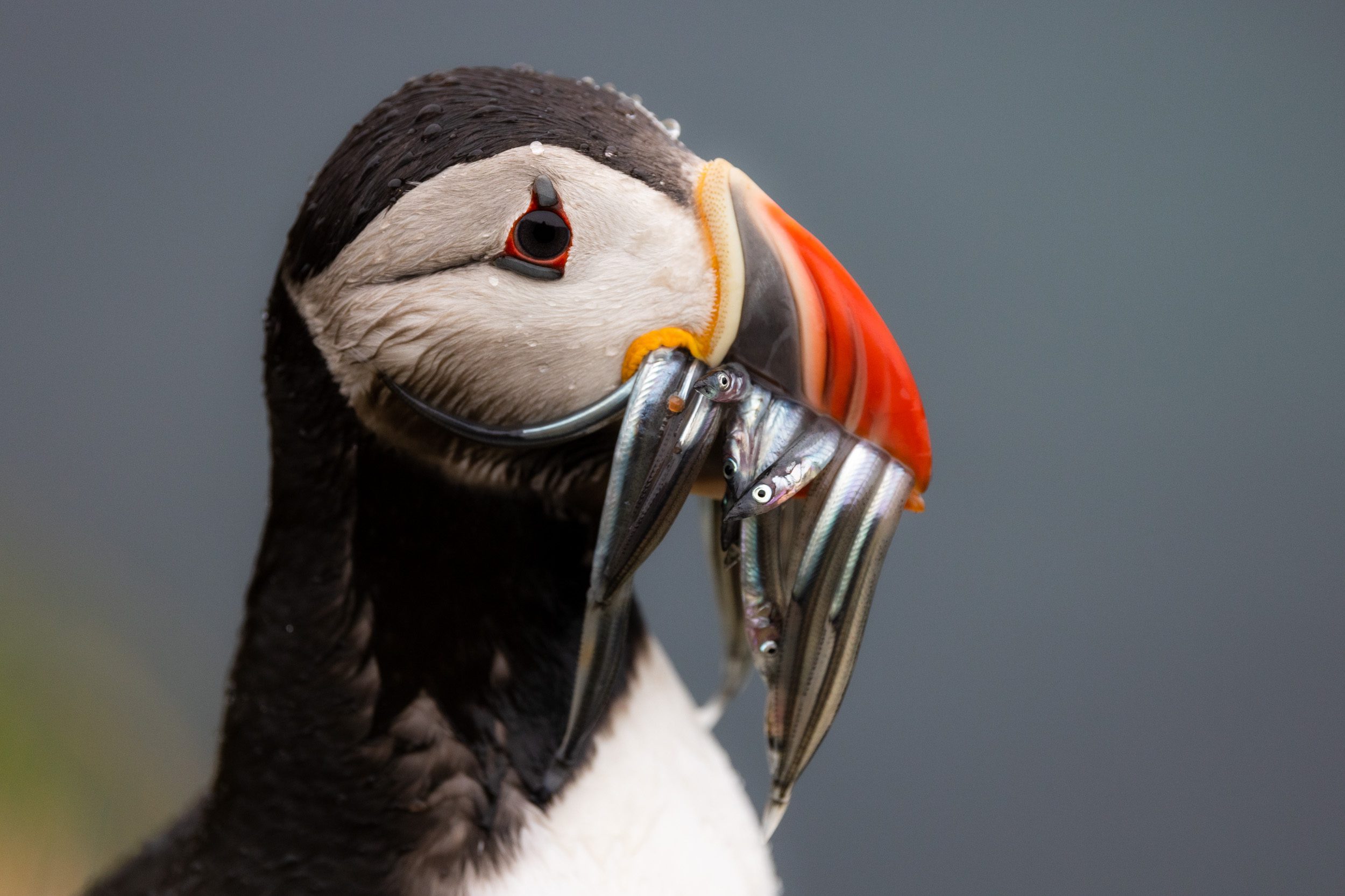 Grímsey - a Puffin Paradise on the Arctic Circle