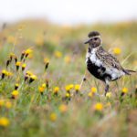 Grímsey - a Puffin Paradise on the Arctic Circle