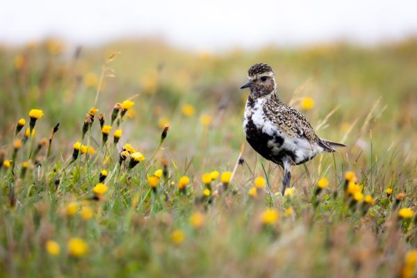 Grímsey - a Puffin Paradise on the Arctic Circle