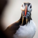 Grímsey - a Puffin Paradise on the Arctic Circle