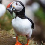 Photographing puffins on Grímsey
