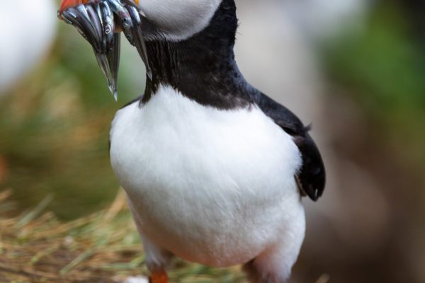 Photographing puffins on Grímsey