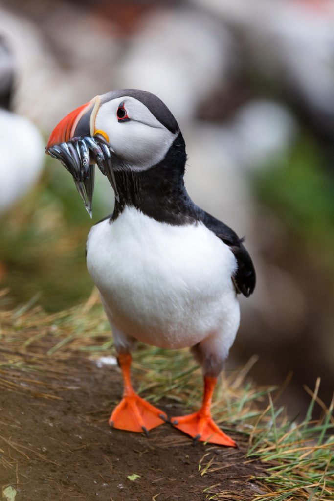 Photographing puffins on Grímsey