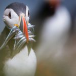 Grímsey - a Puffin Paradise on the Arctic Circle