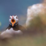 Grímsey - a Puffin Paradise on the Arctic Circle