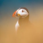 Grímsey - a Puffin Paradise on the Arctic Circle