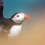 Grímsey - a Puffin Paradise on the Arctic Circle