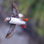 Grímsey - a Puffin Paradise on the Arctic Circle