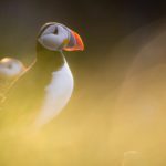 Grímsey - a Puffin Paradise on the Arctic Circle