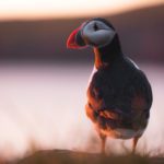 Grímsey - a Puffin Paradise on the Arctic Circle