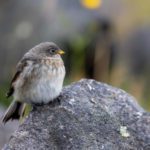 Grímsey - a Puffin Paradise on the Arctic Circle
