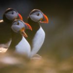 Grímsey - a Puffin Paradise on the Arctic Circle