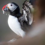 Grímsey - a Puffin Paradise on the Arctic Circle