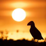 Capturing the silhouettes on a puffin photo workshop
