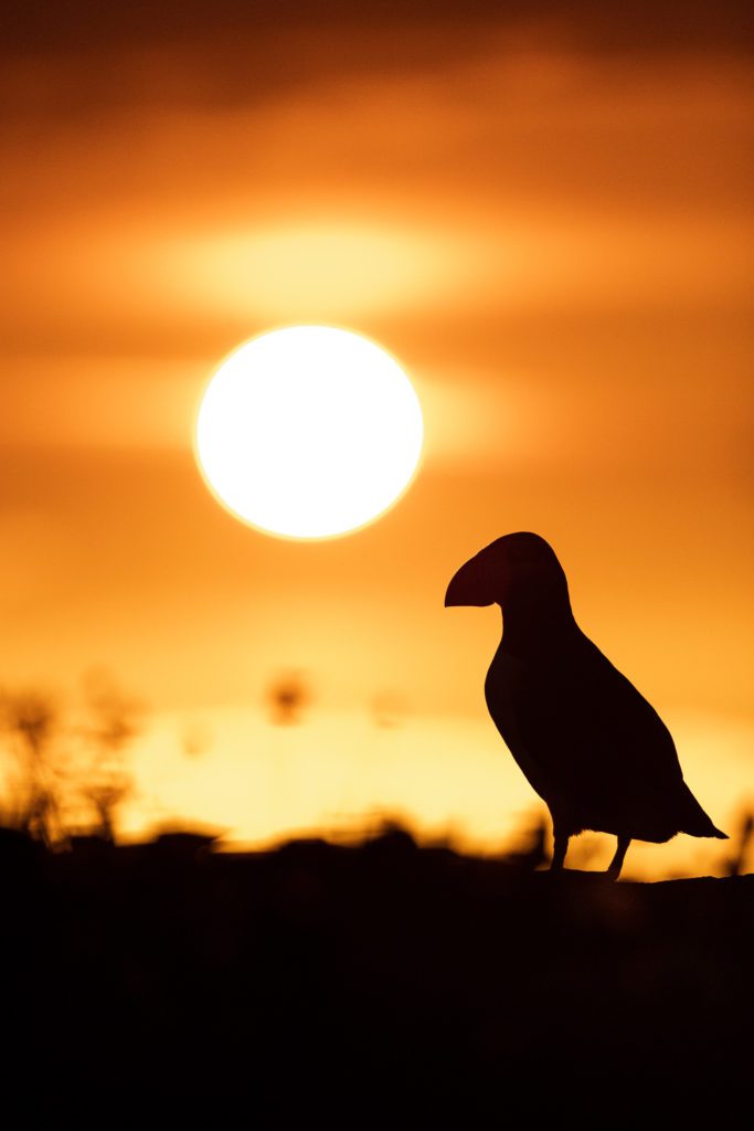 Atlantic puffin silhouetted on a clifftop against the setting sun, Grímsey, Iceland.