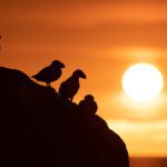 Grímsey - a Puffin Paradise on the Arctic Circle