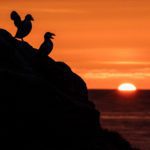 Grímsey - a Puffin Paradise on the Arctic Circle